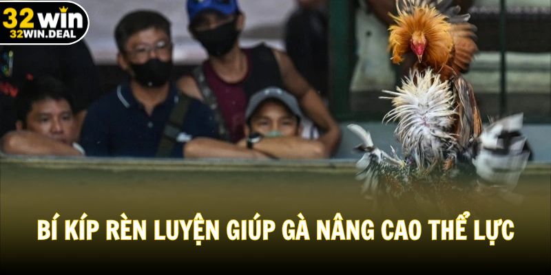 Bí kíp rèn luyện giúp gà nâng cao thể lực sức bền