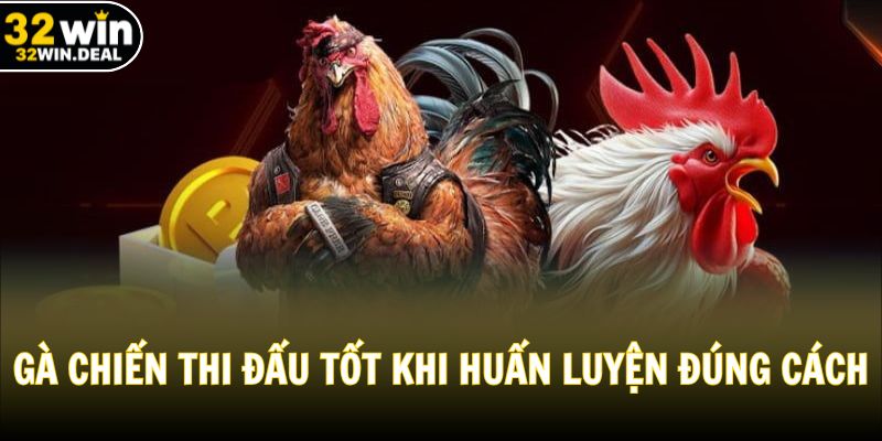 Gà chiến thi đấu tốt hơn khi huấn luyện đúng cách