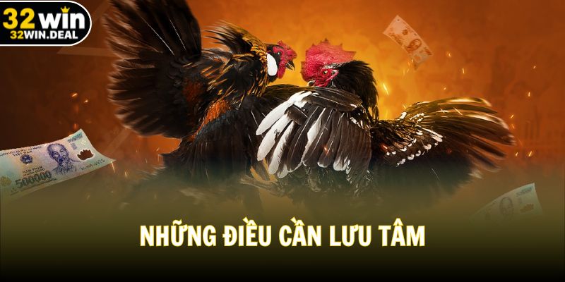 Cách huấn luyện gà chiến và những điều cần lưu tâm