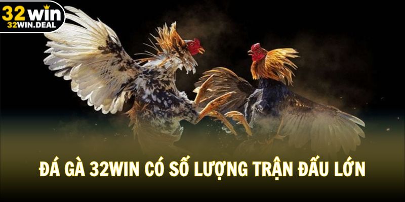 Đá gà 32WIN có số lượng trận đấu lớn