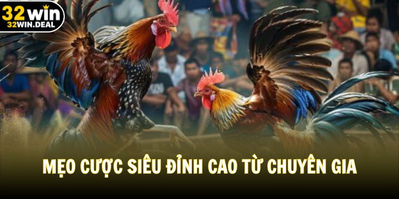 Mẹo cược siêu đỉnh cao từ chuyên gia