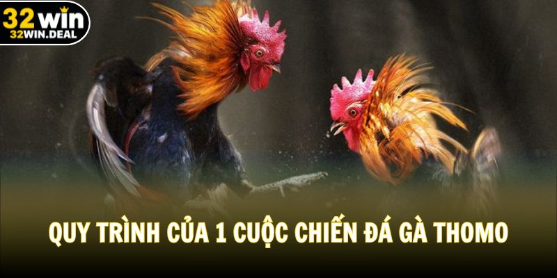 Quy trình của 1 cuộc chiến đá gà Thomo