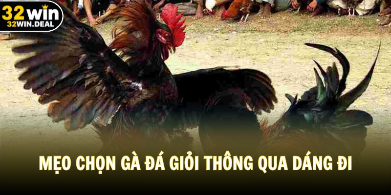 Mẹo chọn gà đá giỏi thông qua dáng đi