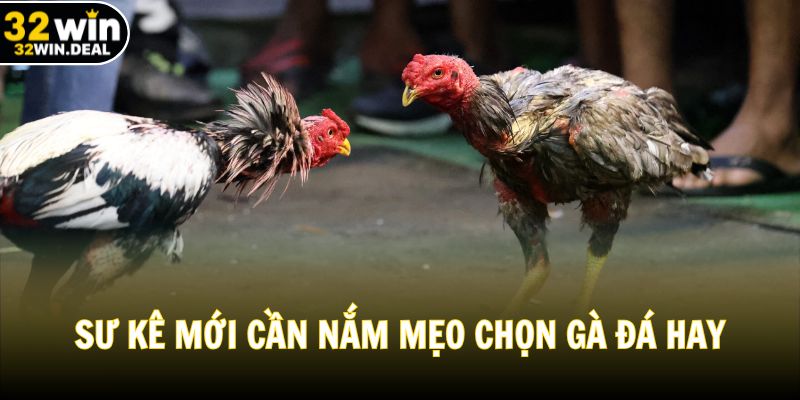 Sư kê mới cần nắm mẹo chọn gà đá hay